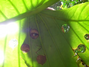 Axil in Gunung Palung, 23 Jan 2011